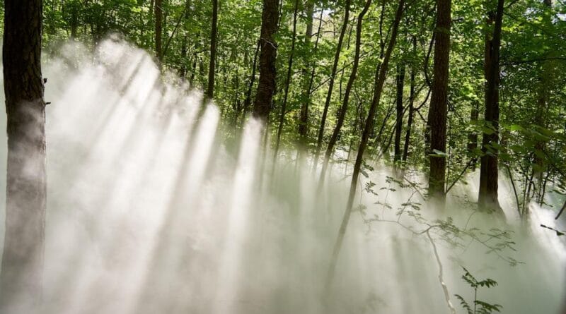 Immersive Art Experiences: TeamLab, Meow Wolf & More — Artist