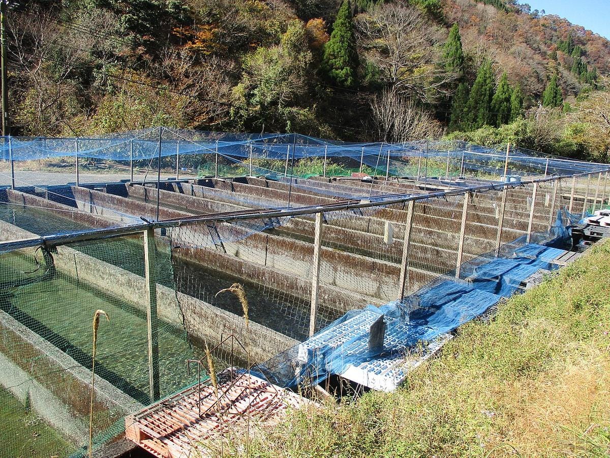 Damaged crops after hailstorm in Rajasthan